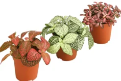 Mosaikpflanzen-Set - Fittonia, 3-teilig