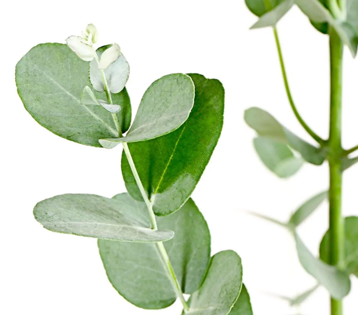 Mostgummi-Eukalyptus 'Azura'