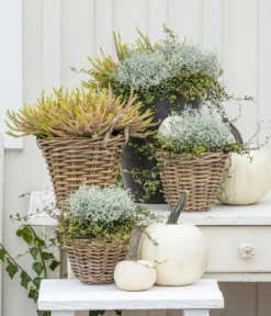 Mueca - Gitterkraut und Mühlenbeckia