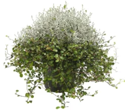 Mueca - Gitterkraut und Mühlenbeckia