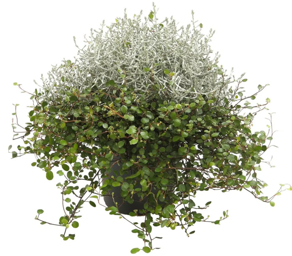 Mueca - Gitterkraut und Mühlenbeckia