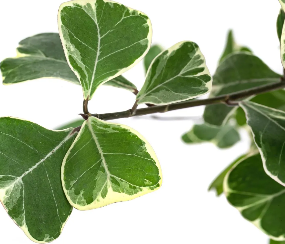Natalfeige - Ficus triangularis variegata