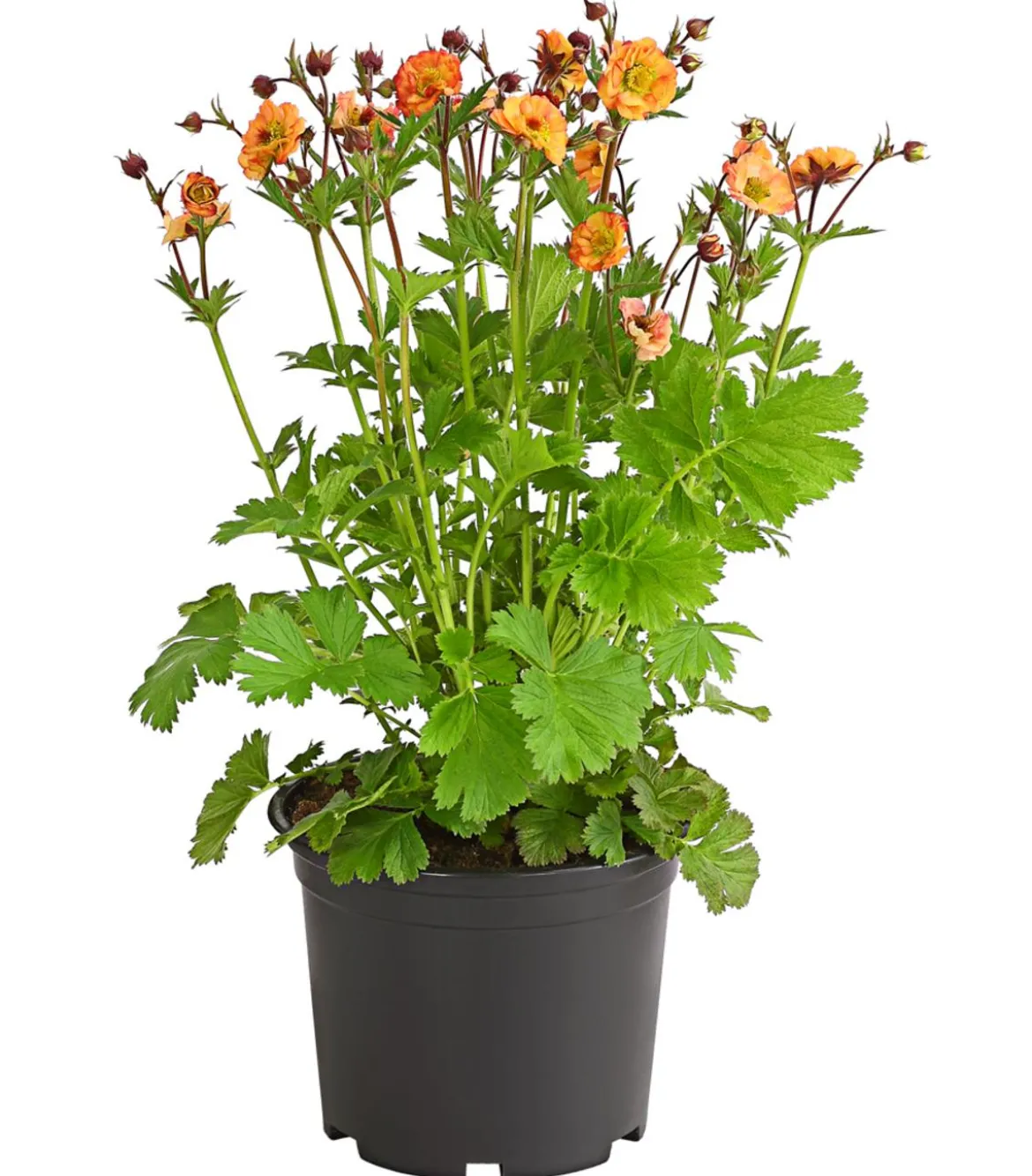Nelkenwurz 'Mai Tai'