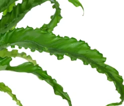 Nestfarn - Asplenium antiquum 'Osaka', Hydrokultur