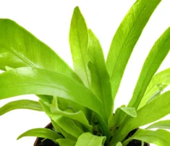 Nestfarn - Asplenium antiquum