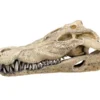 Nobby Aquariumdeko Krokodil Schädel, ca. B26/H9/T14 cm