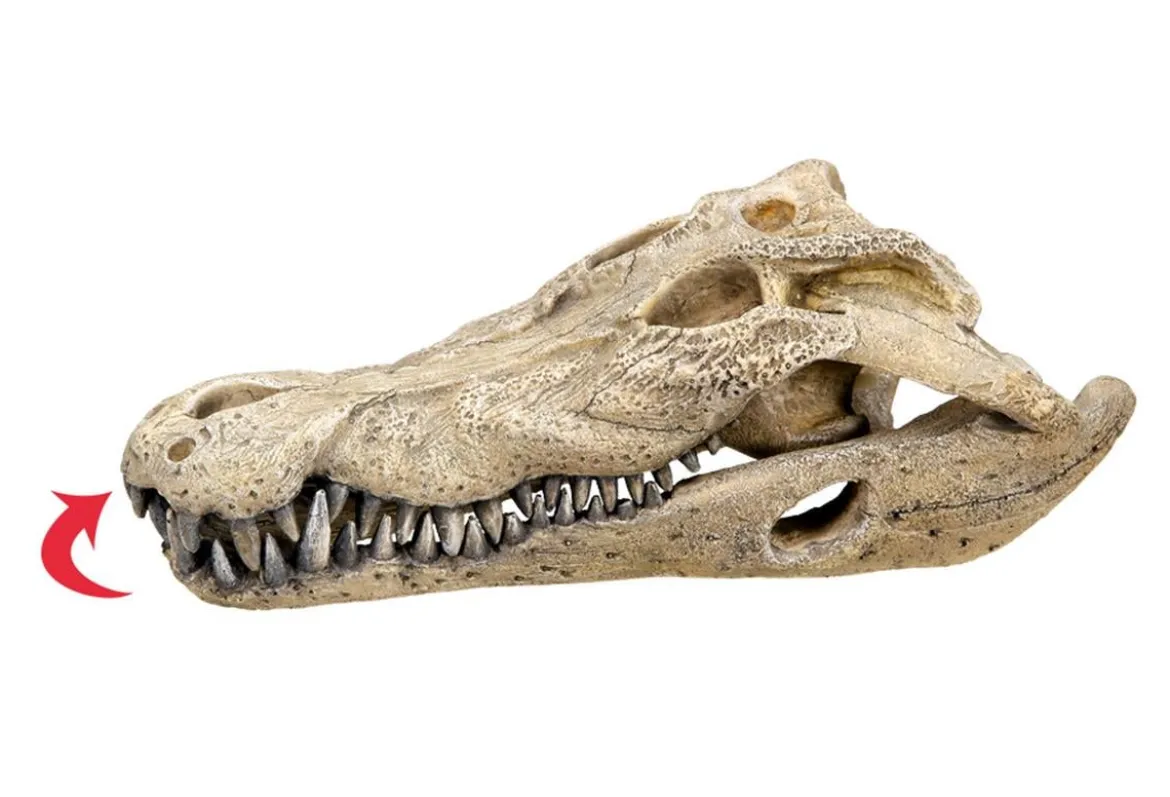 Nobby Aquariumdeko Krokodil Schädel, ca. B26/H9/T14 cm