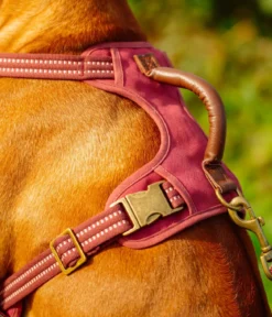 Nobby Hundegeschirr Sporty