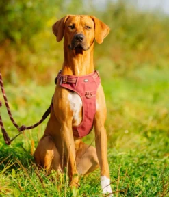 Nobby Hundegeschirr Sporty