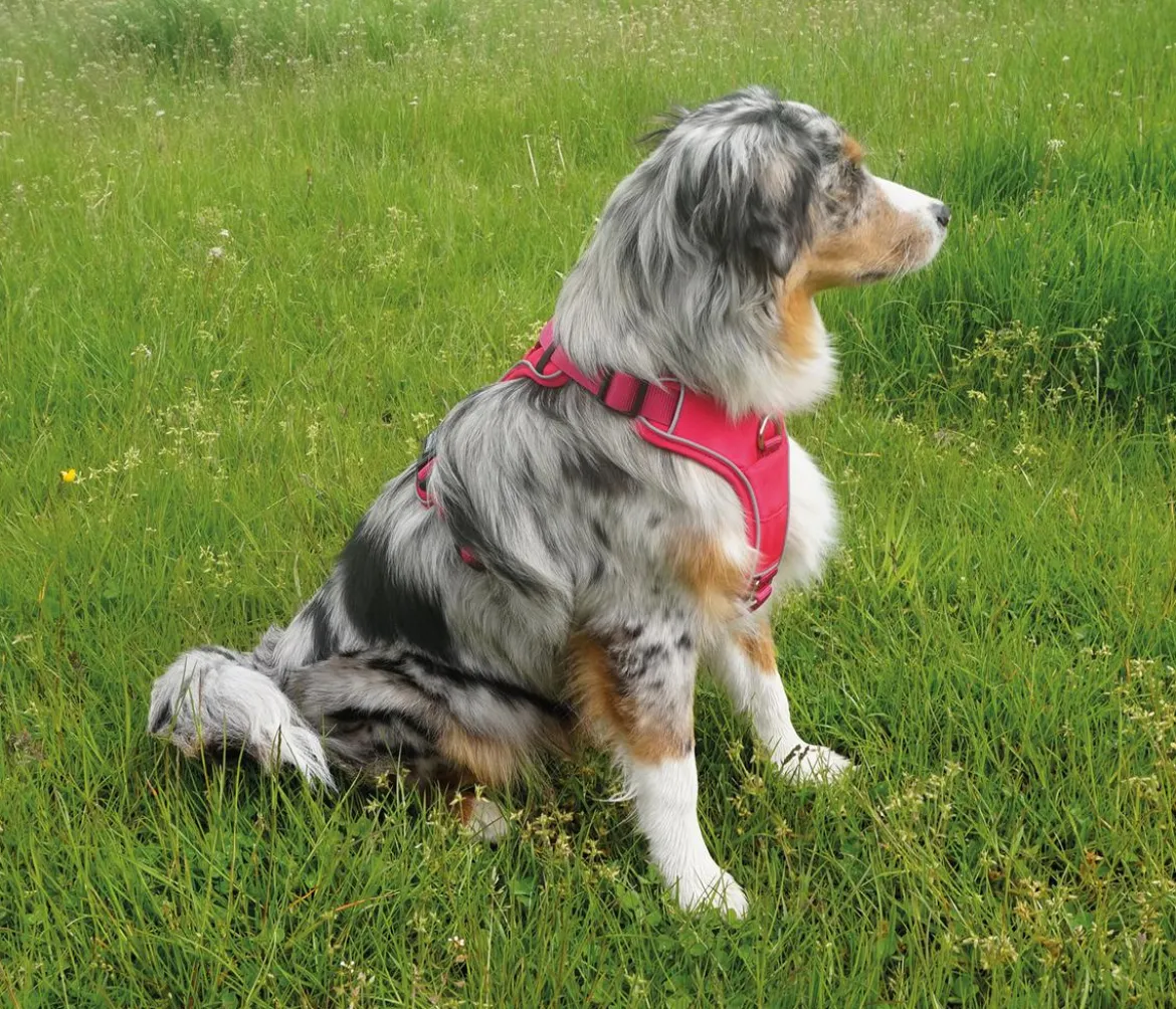 Nobby Komfort-Hundegeschirr Mailo