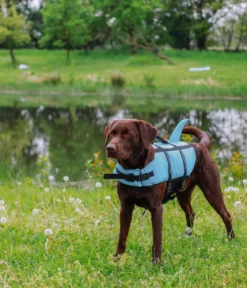 Nobby Schwimmhilfe für Hunde Sharki, hellblau