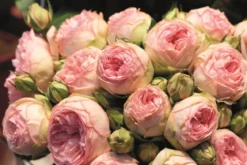 Noblesse® Spray-Rose 'Lovely Rokoko®'