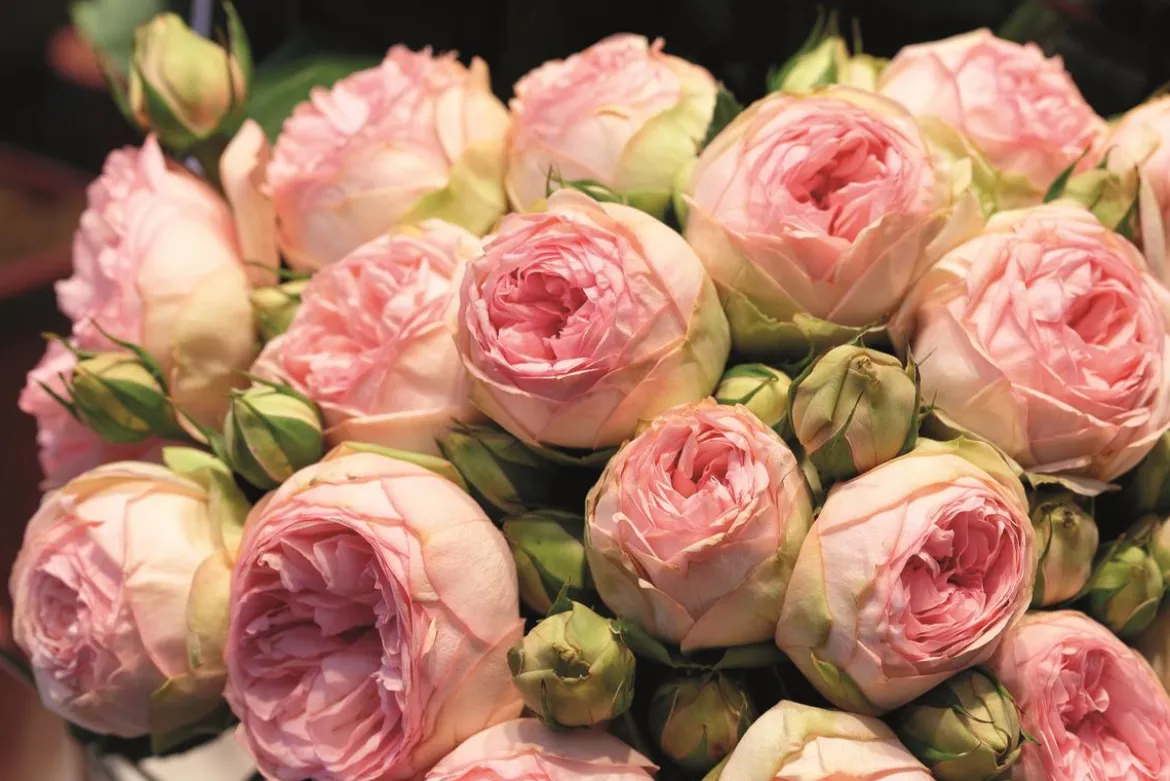 Noblesse® Spray-Rose 'Lovely Rokoko®'
