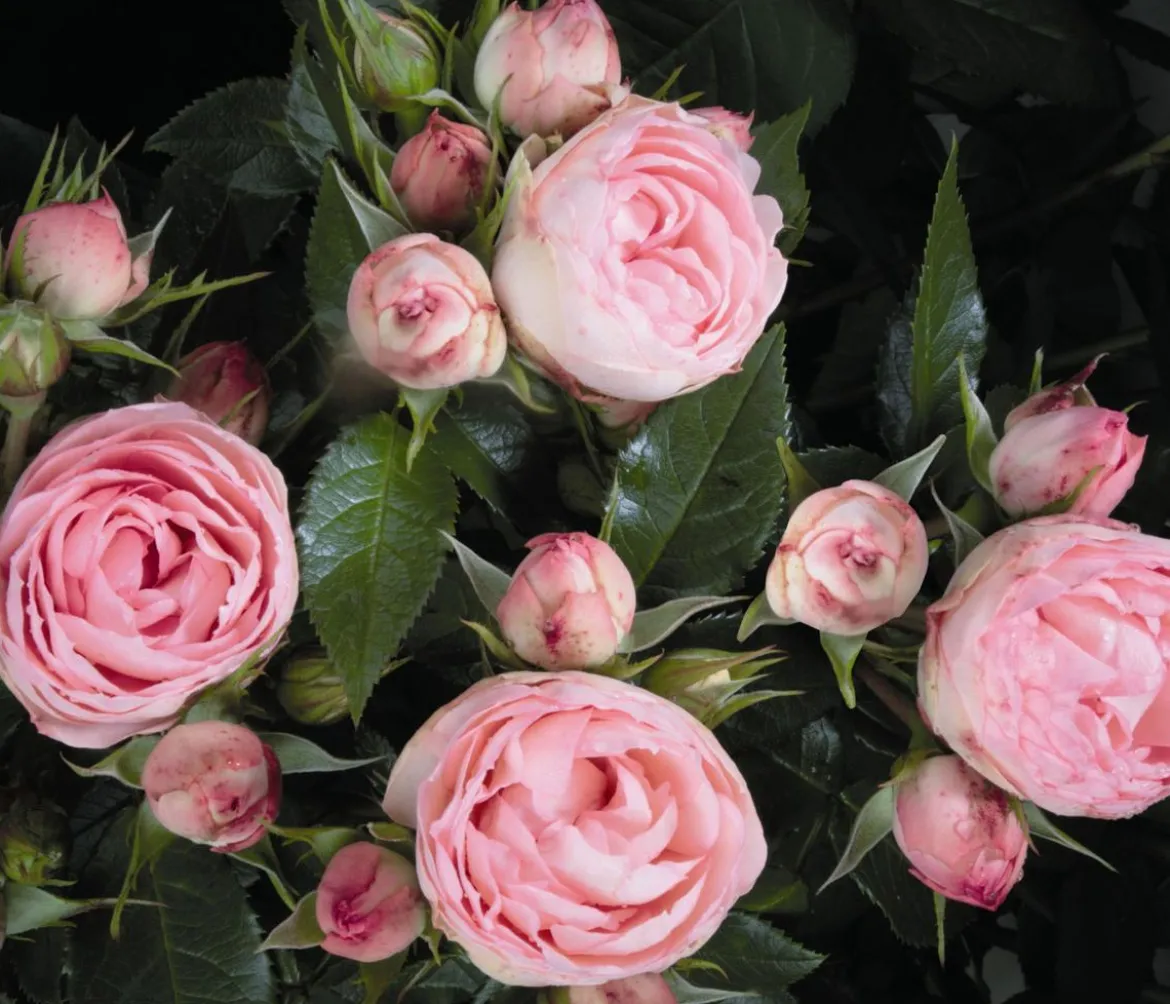 Noblesse® Spray-Rose 'Lovely Rokoko®'