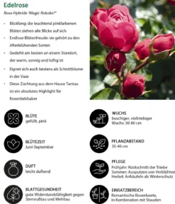 Noblesse® Spray-Rose 'Magic Rokoko®'