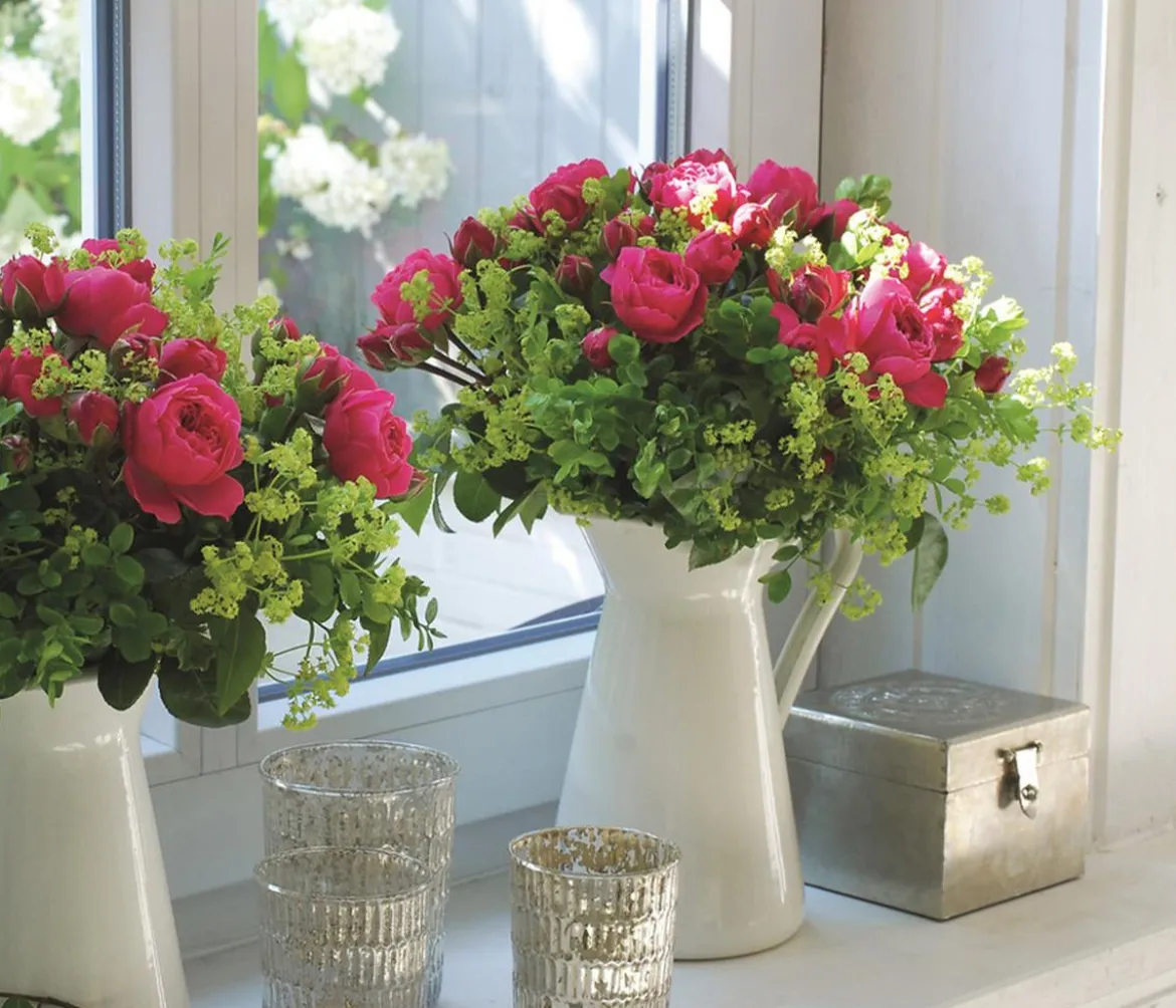 Noblesse® Spray-Rose 'Magic Rokoko®'
