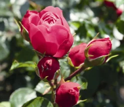 Noblesse® Spray-Rose 'Magic Rokoko®'