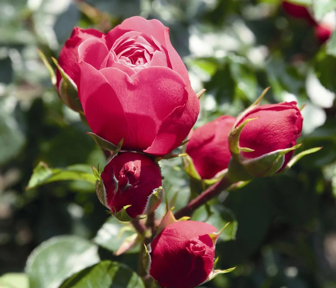 Noblesse® Spray-Rose 'Magic Rokoko®'