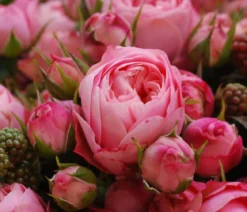 Noblesse® Spray-Rose 'Playful Rokoko®'