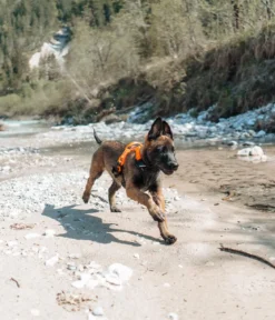 Non-stop dogwear Hundegeschirr Ramble harness, schwarz/orange
