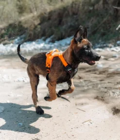Non-stop dogwear Hundegeschirr Ramble harness, schwarz/orange