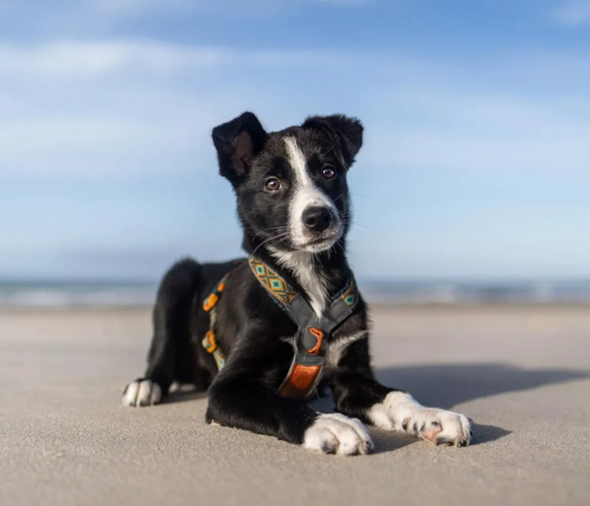 Non-stop dogwear Hundegeschirr Line Harness 5.0 Rachel Pohl Signature Edition, teal/oak