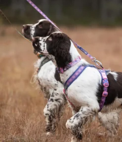 Non-stop dogwear Hundeleine Trail Quest Rachel Pohl Signature Edition, purple/pink, 2 m