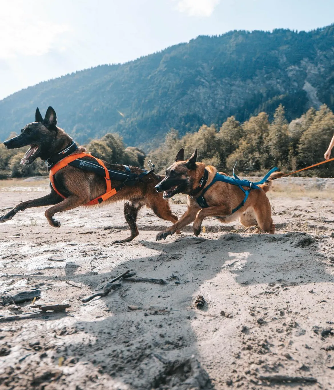 Non-stop dogwear Hunde-Zuggeschirr Freemotion harness 5.0, schwarz/orange