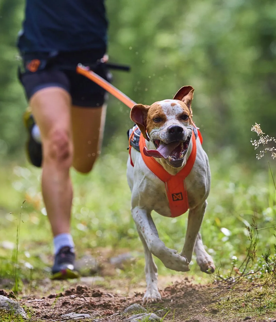 Non-stop dogwear Hunde-Zuggeschirr Freemotion harness 5.0, schwarz/orange