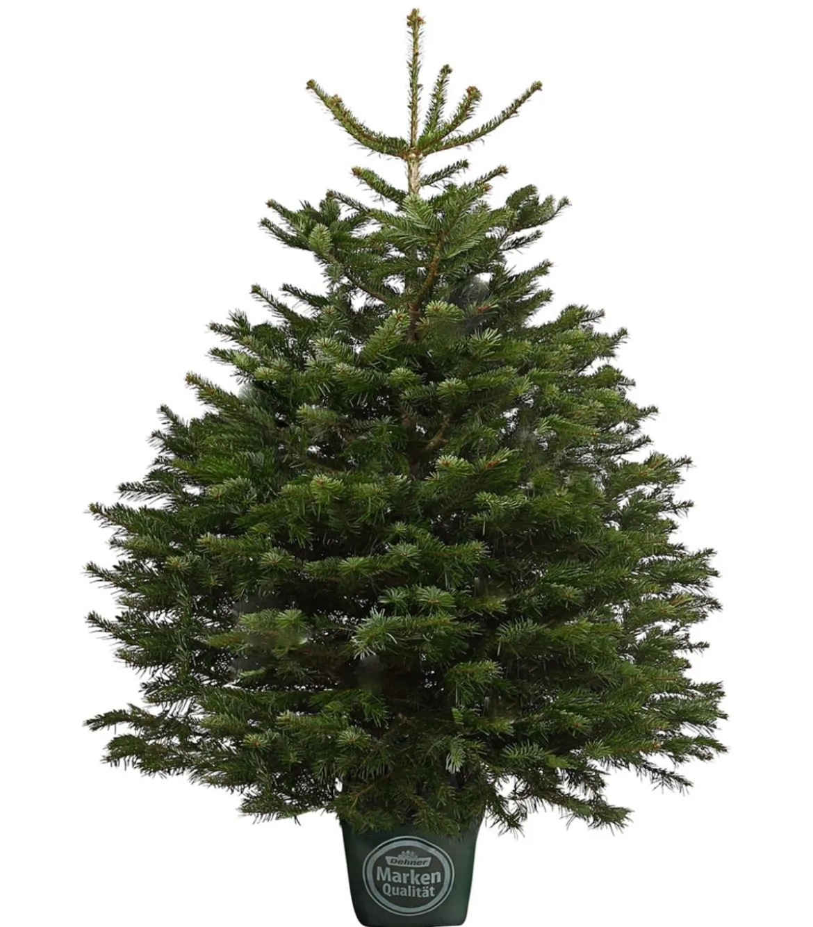 Nordmann-Tanne, B-Sortierung, ca. 125-150 cm, im Topf gewachsen