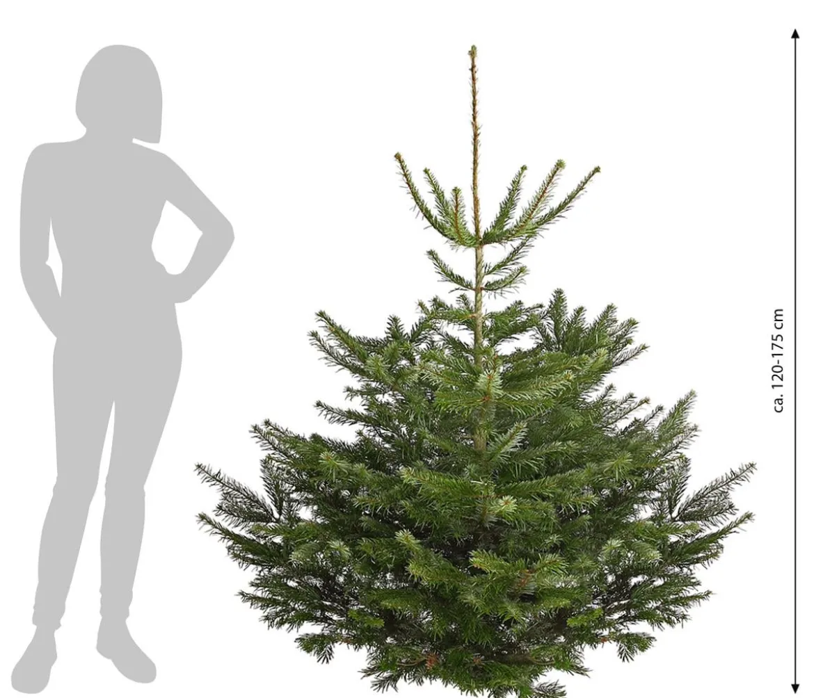 Nordmann-Tanne, ca. 120-175 cm, gesägt