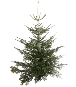 Nordmann-Tanne, ca. 200-250 cm, gesägt