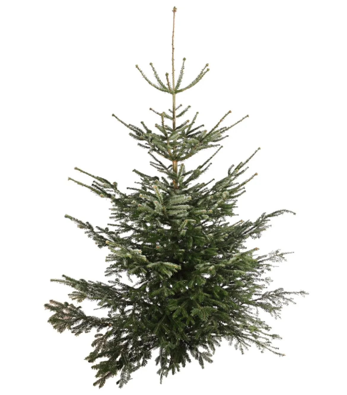 Nordmann-Tanne, ca. 200-250 cm, gesägt