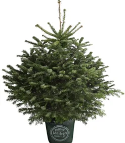 Nordmann-Tanne, ca. 80-100 cm, im Topf gewachsen