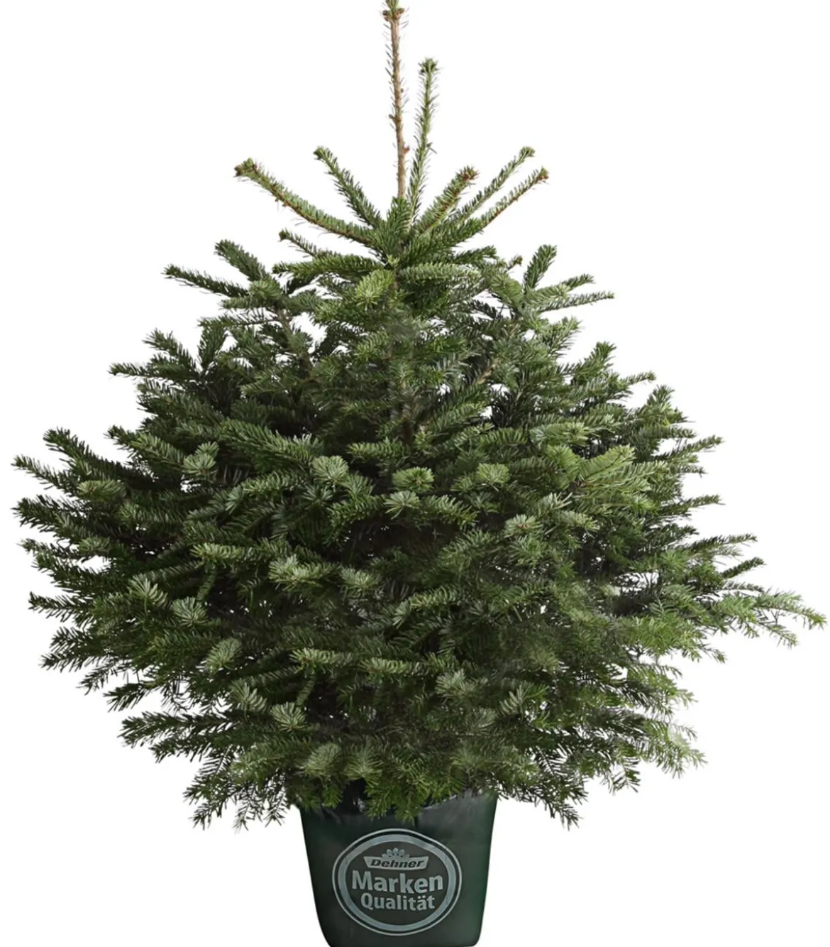 Nordmann-Tanne, ca. 80-100 cm, im Topf gewachsen