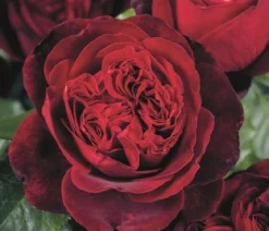 Nostalgie®-Edelrose 'Admiral®'
