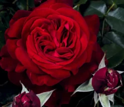 Nostalgie®-Edelrose 'Admiral®'