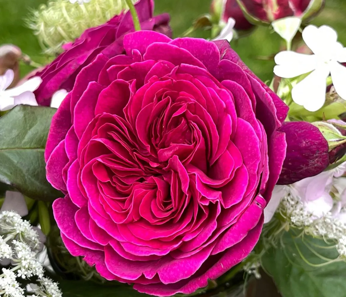 Nostalgie-Edelrose 'Deep Secret'