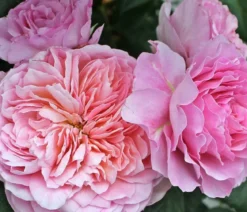 Nostalgie®-Edelrose 'Eisvogel®'