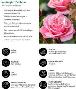 Nostalgie®-Edelrose 'Wildberry®'