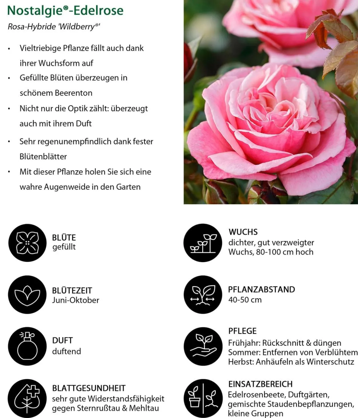 Nostalgie®-Edelrose 'Wildberry®'