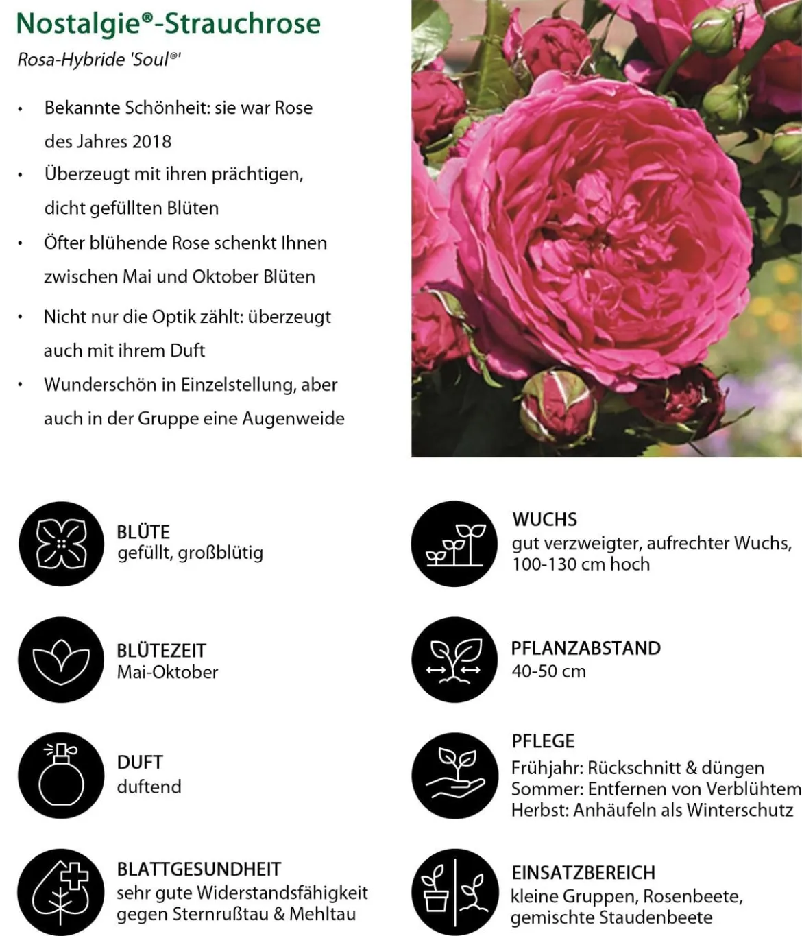 Nostalgie®-Strauchrose 'Soul®'