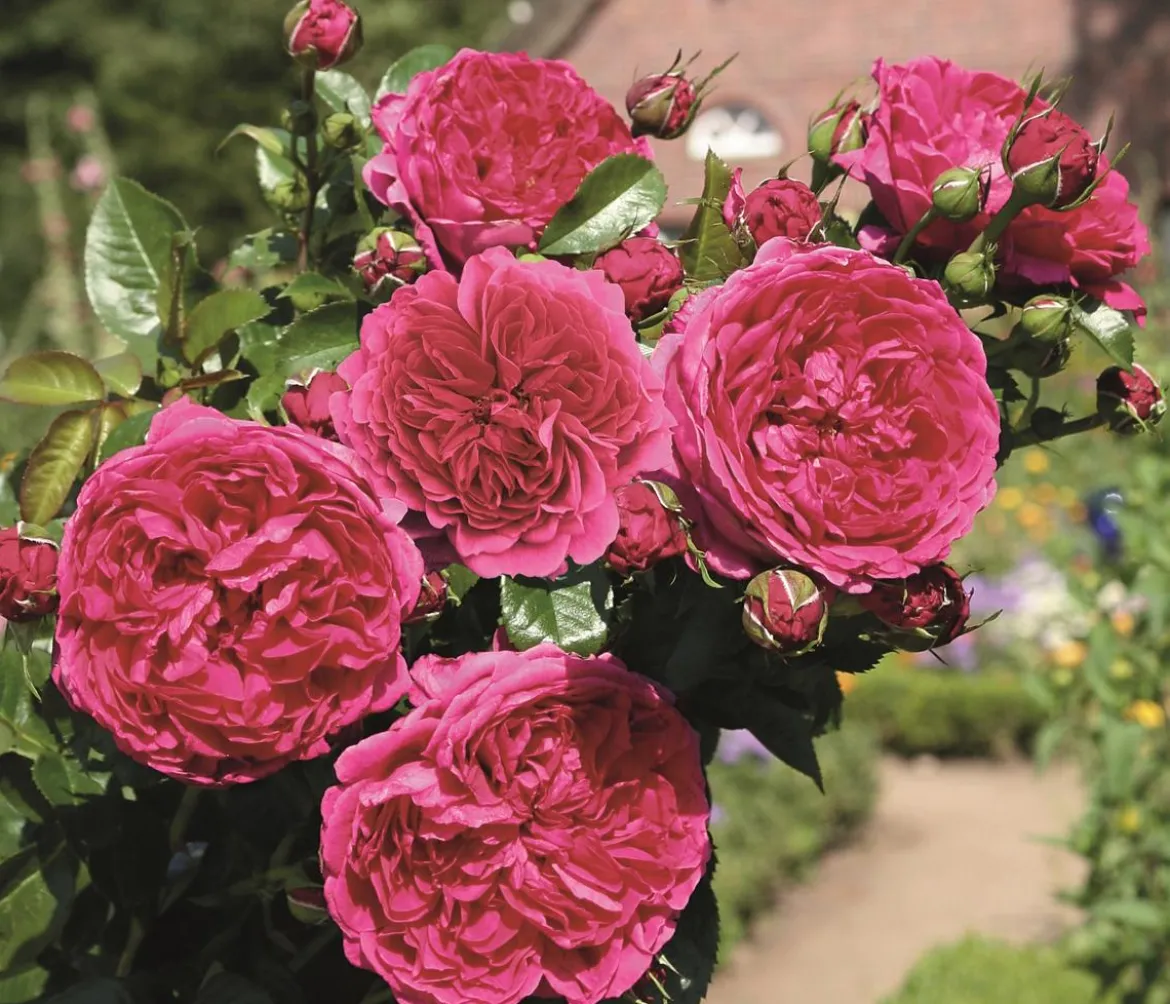Nostalgie®-Strauchrose 'Soul®'