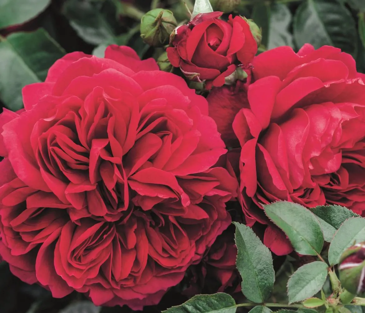 Nostalgie®-Strauchrose 'Soul®'