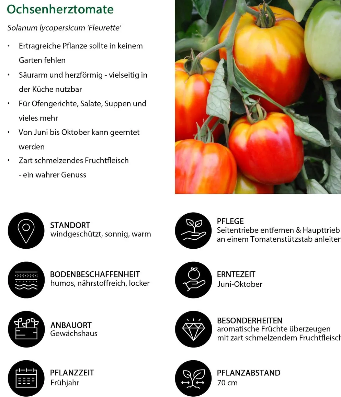 Ochsenherztomate 'Fleurette'