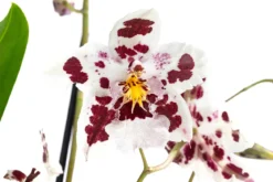 Odontonia-Orchidee - Odontonia hybriden 'Carla'