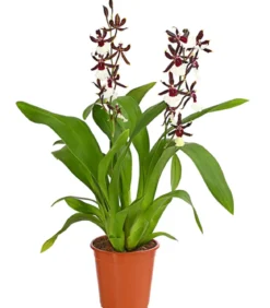 Odontonia-Orchidee - Odontonia hybriden 'Samurai'