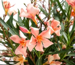 Oleander, Busch