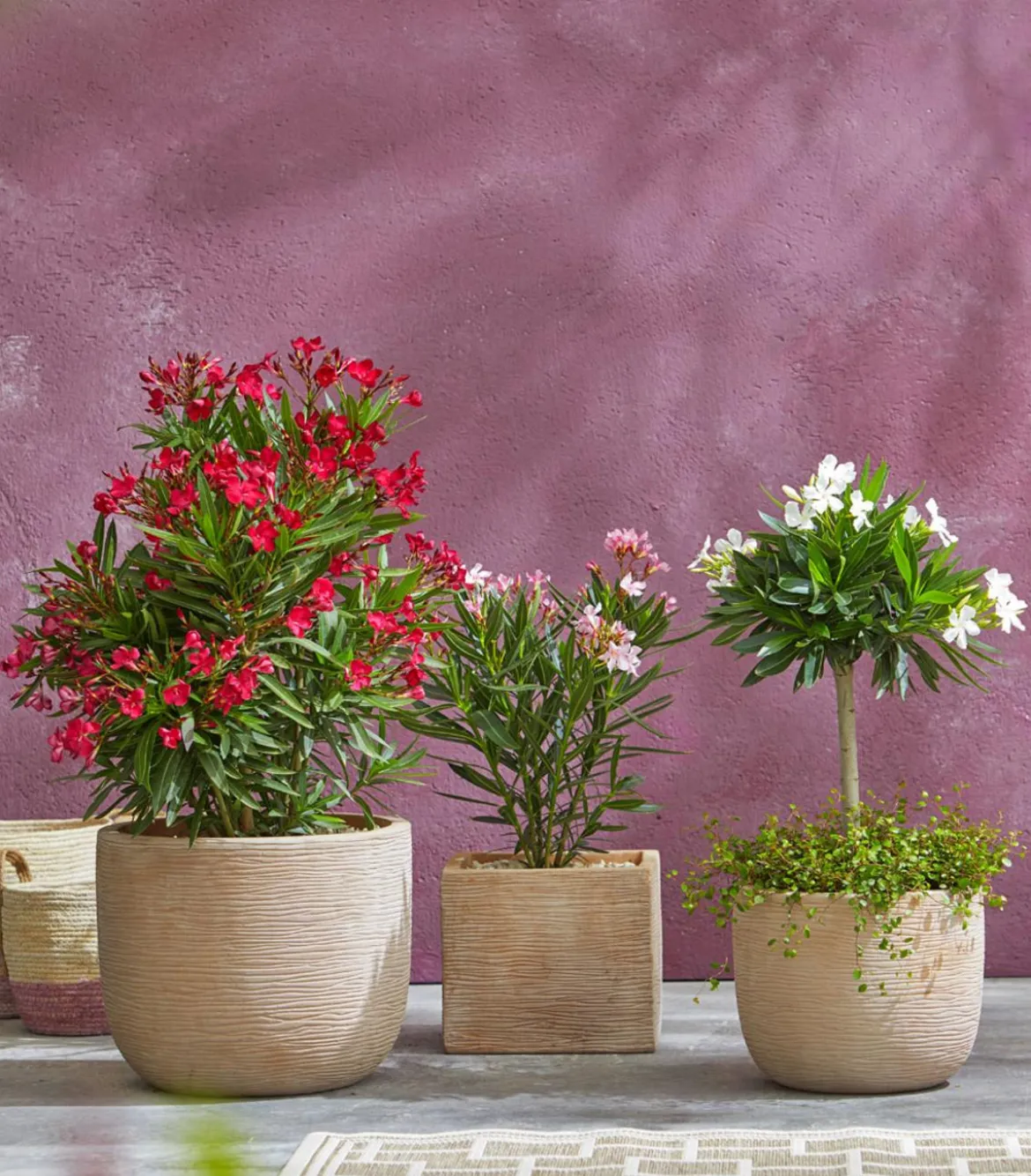 Oleander, Busch