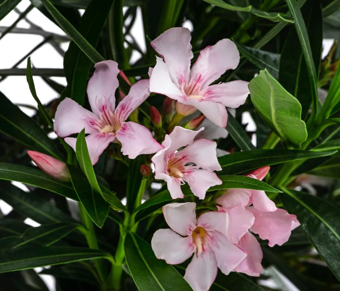 Oleander, Busch